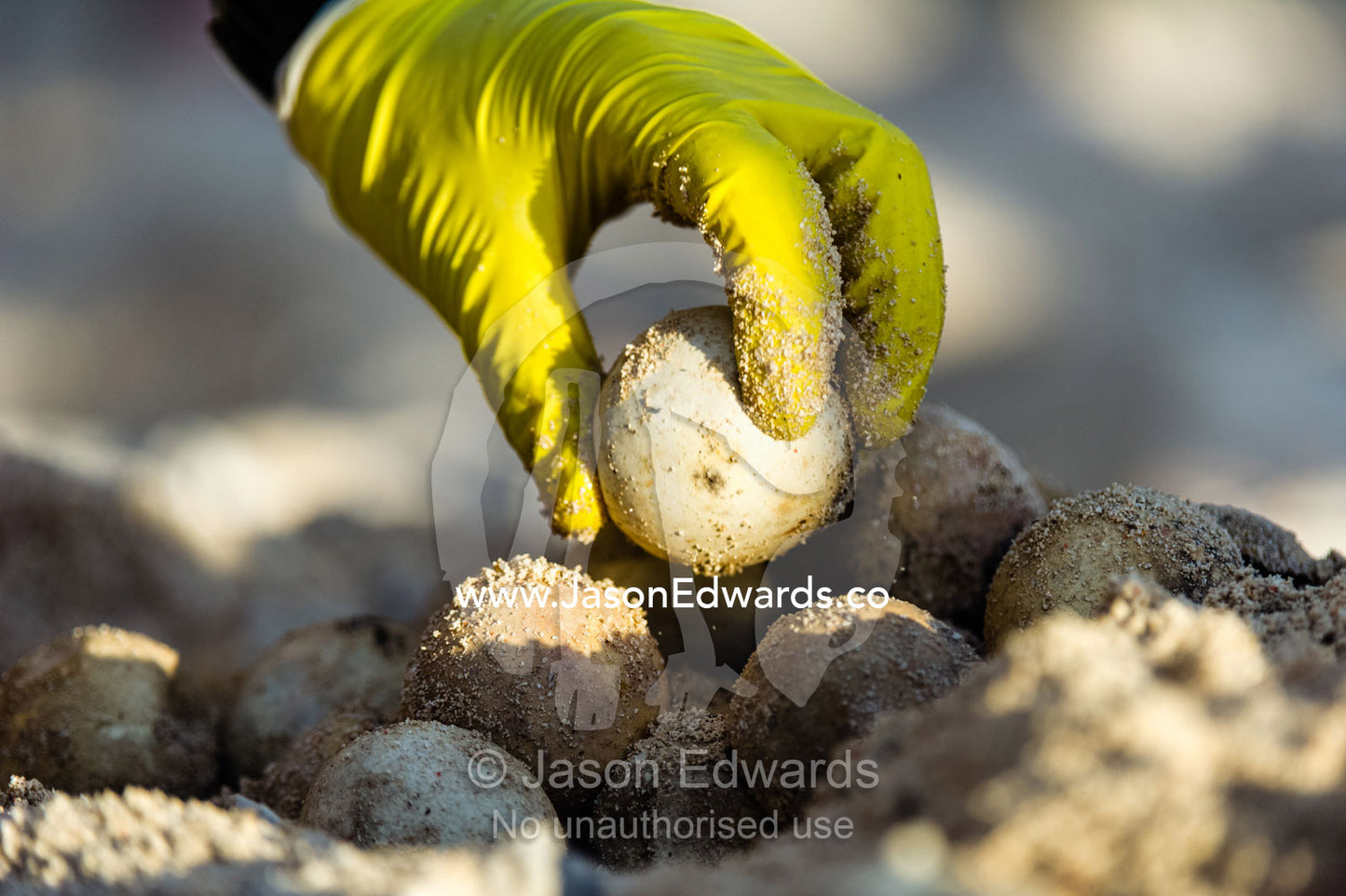 A researcher collecting a Vulnerable Green Turtle egg from a clutch. Heron Island, Great Barrier Reef, Queensland, Australia.