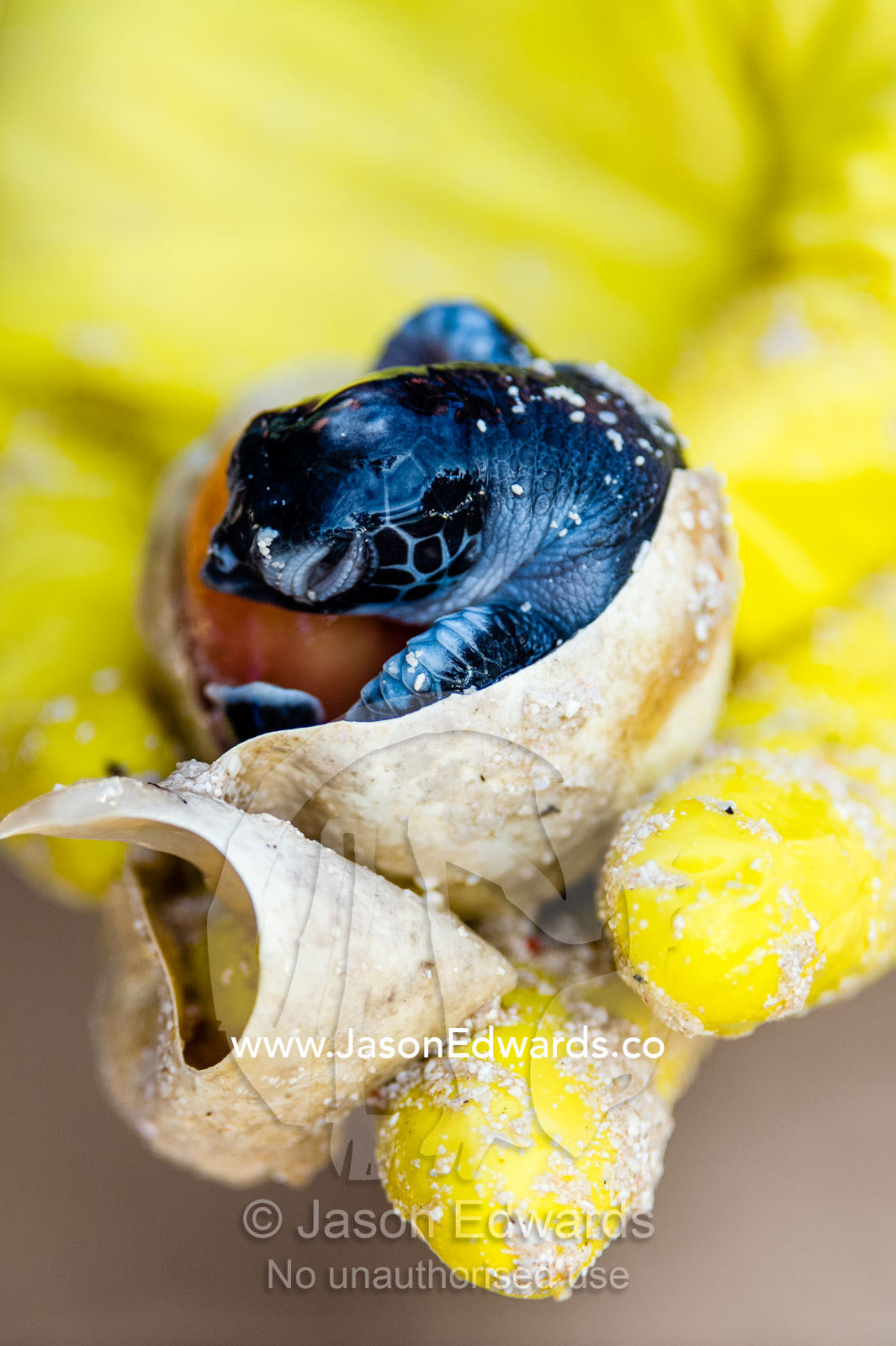 A dead Vulnerable Green Turtle hatchling in it's egg with yolk. Heron Island, Great Barrier Reef, Queensland, Australia.