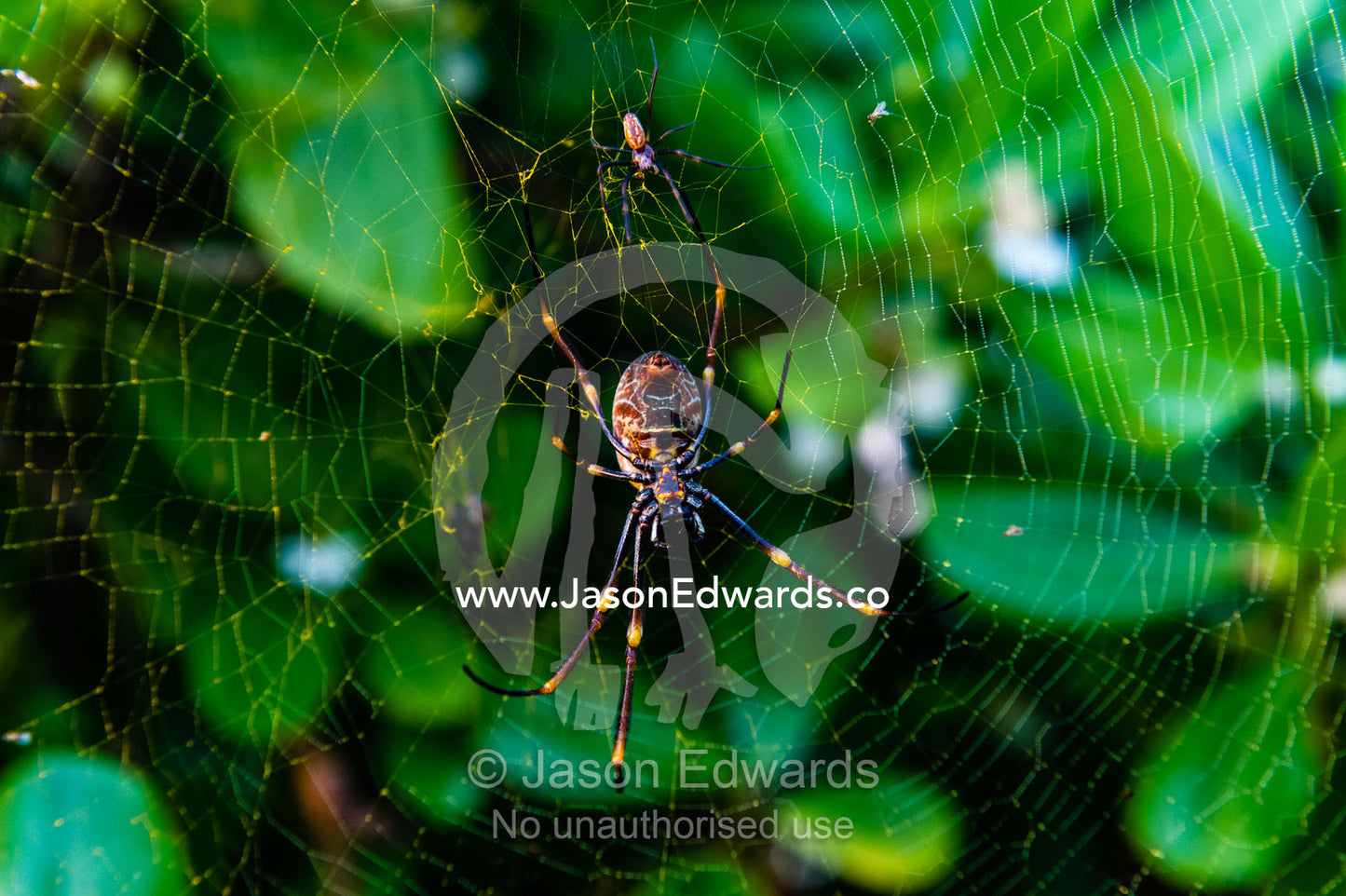 A female Golden Orb Weaving spider on her web with a tiny and cautious male. Heron Island, Great Barrier Reef, Queensland, Australia.