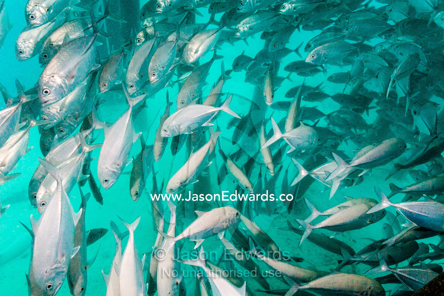 A shoal of Bigeye Trevally schooling beneath jetty pylons. Heron Island Harbour, Heron Island, Great Barrier Reef, Queensland, Australia.