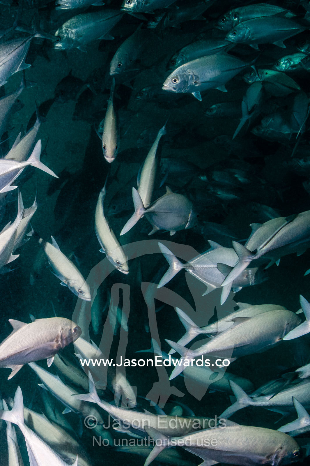 A shoal of Bigeye Trevally schooling beneath jetty pylons. Heron Island Harbour, Heron Island, Great Barrier Reef, Queensland, Australia.