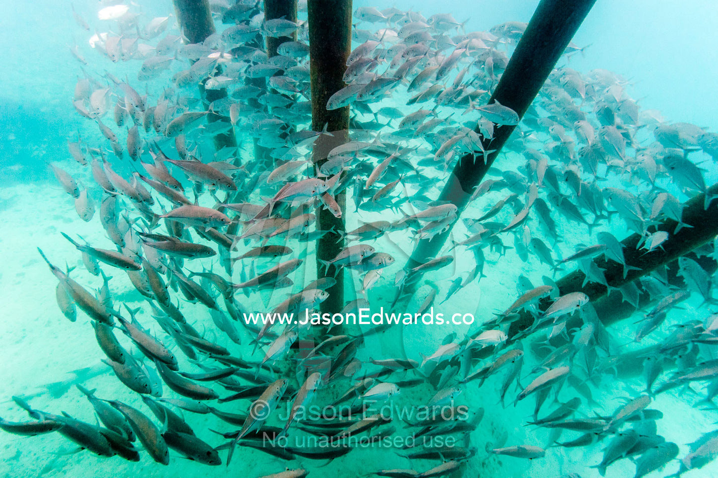 A shoal of Bigeye Trevally schooling beneath jetty pylons. Heron Island Harbour, Heron Island, Great Barrier Reef, Queensland, Australia.