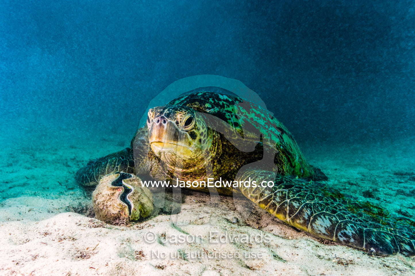 A Vulnerable Green Sea Turtle resting on the sandy ocean floor. Heron Island, Great Barrier Reef, Queensland, Australia.