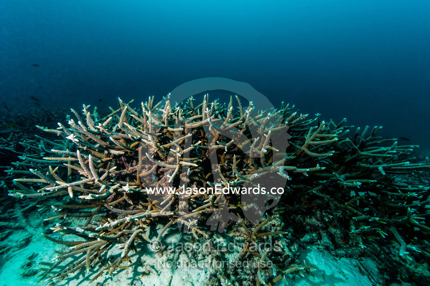 An outcrop of staghorn coral growing on a reef. Heron Island, Great Barrier Reef, Queensland, Australia.