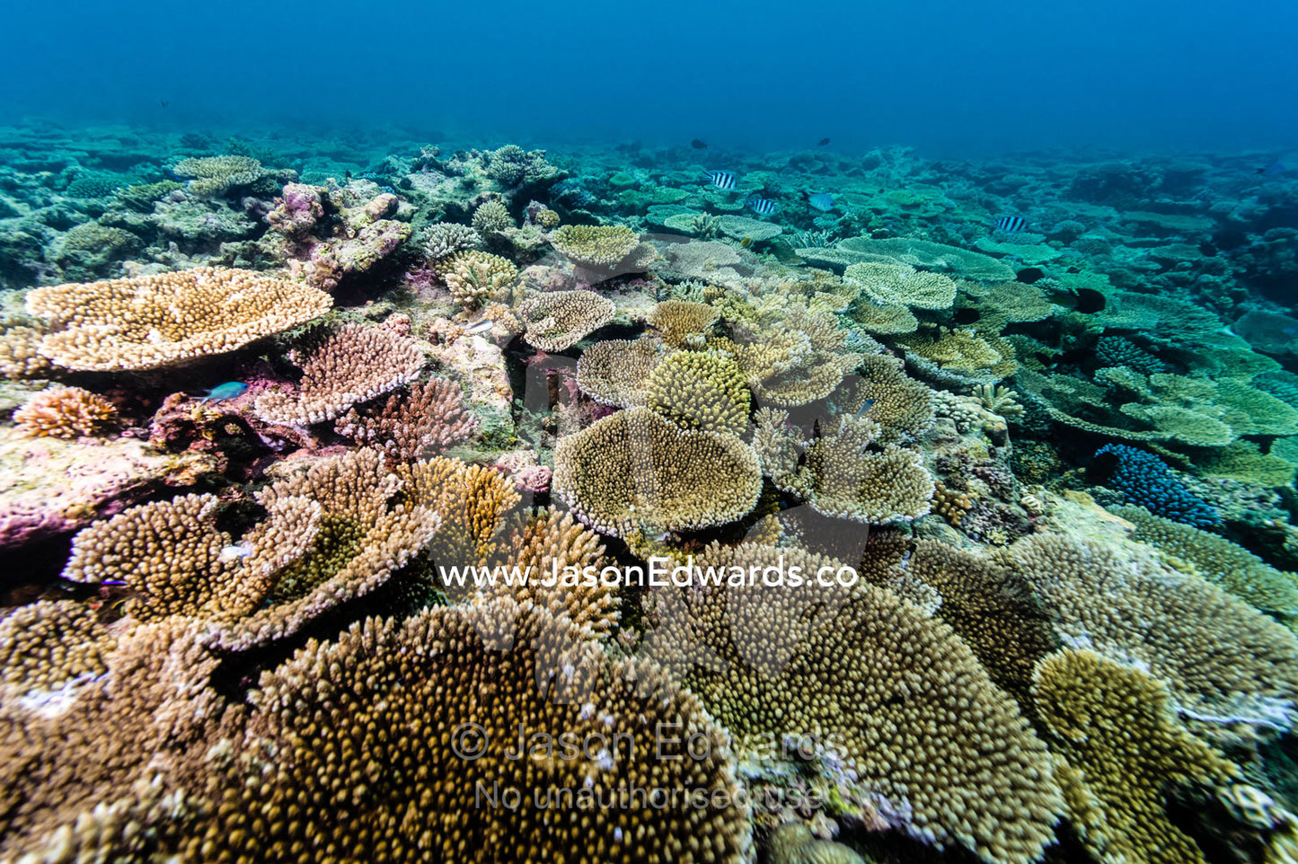 A colony of Plate and Table Corals on a tropical reef. Heron Island, Great Barrier Reef, Queensland, Australia.