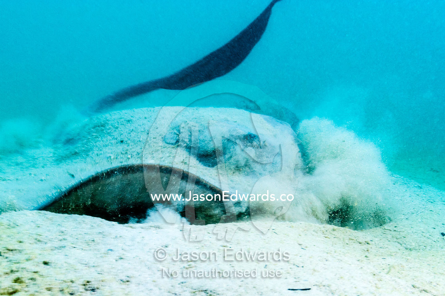 A Cowtail Stingray launches from the sand with it's powerful tail. Heron Island, Great Barrier Reef, Queensland, Australia.