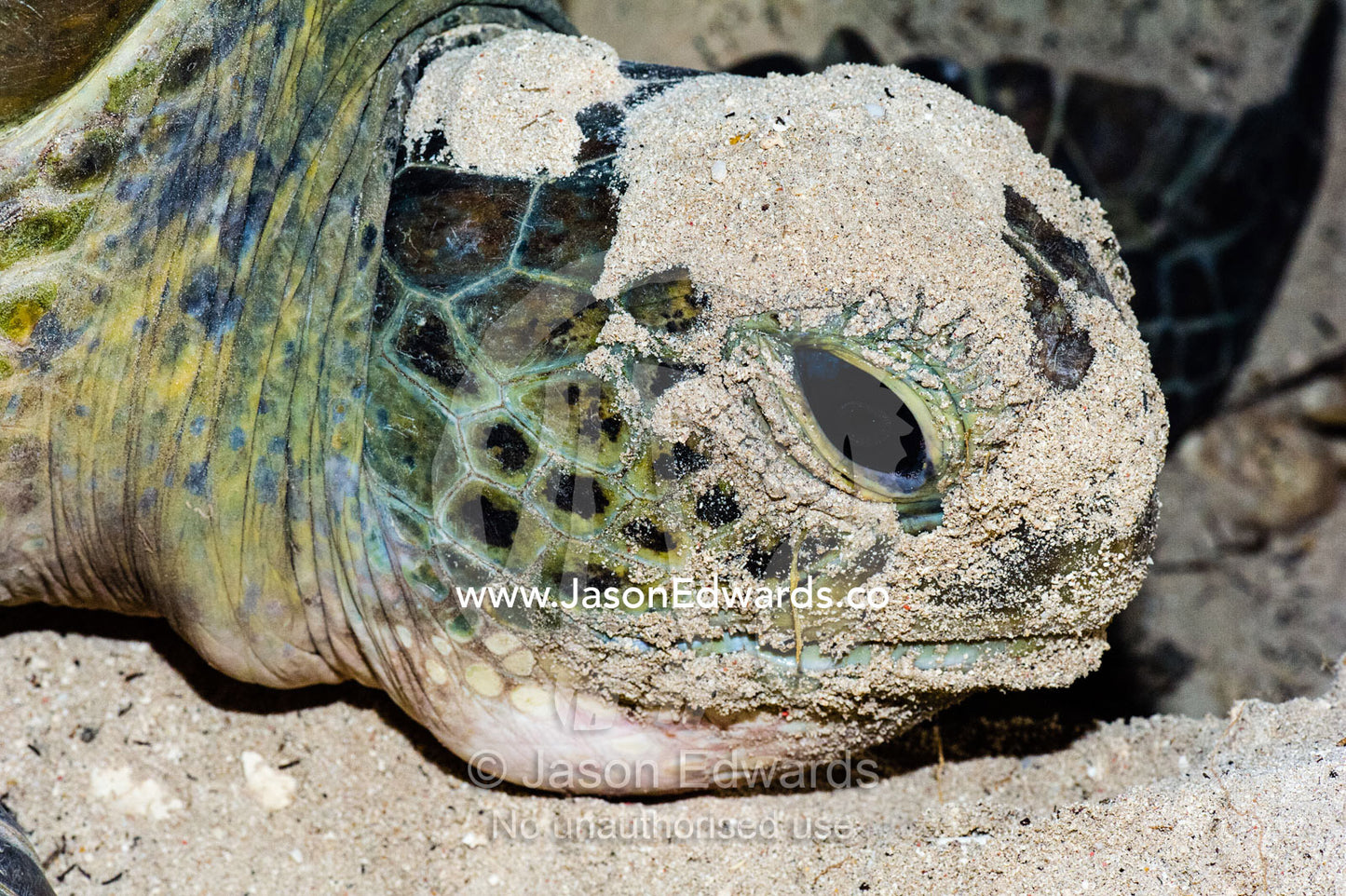 A Vulnerable Green Turtle laying a clutch of eggs in a sand nest at night. Heron Island, Great Barrier Reef, Queensland, Australia.