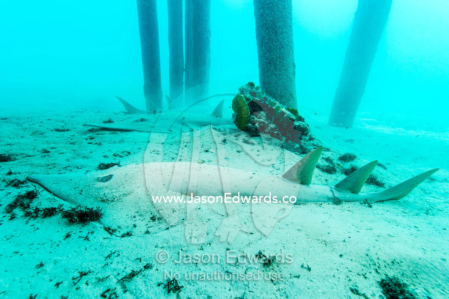 An Eastern Shovelnose Ray resting on the ocean floor beneath a jetty. Heron Island Harbour, Heron Island, Great Barrier Reef, Queensland, Australia.