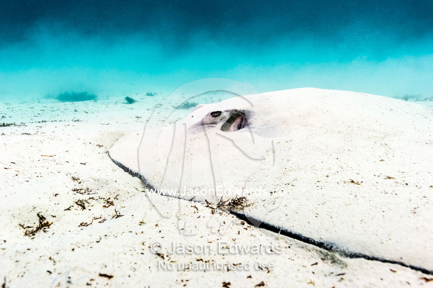 A Pink Whipray resting on the sandy ocean floor. Heron Island Harbour, Heron Island, Great Barrier Reef, Queensland, Australia.