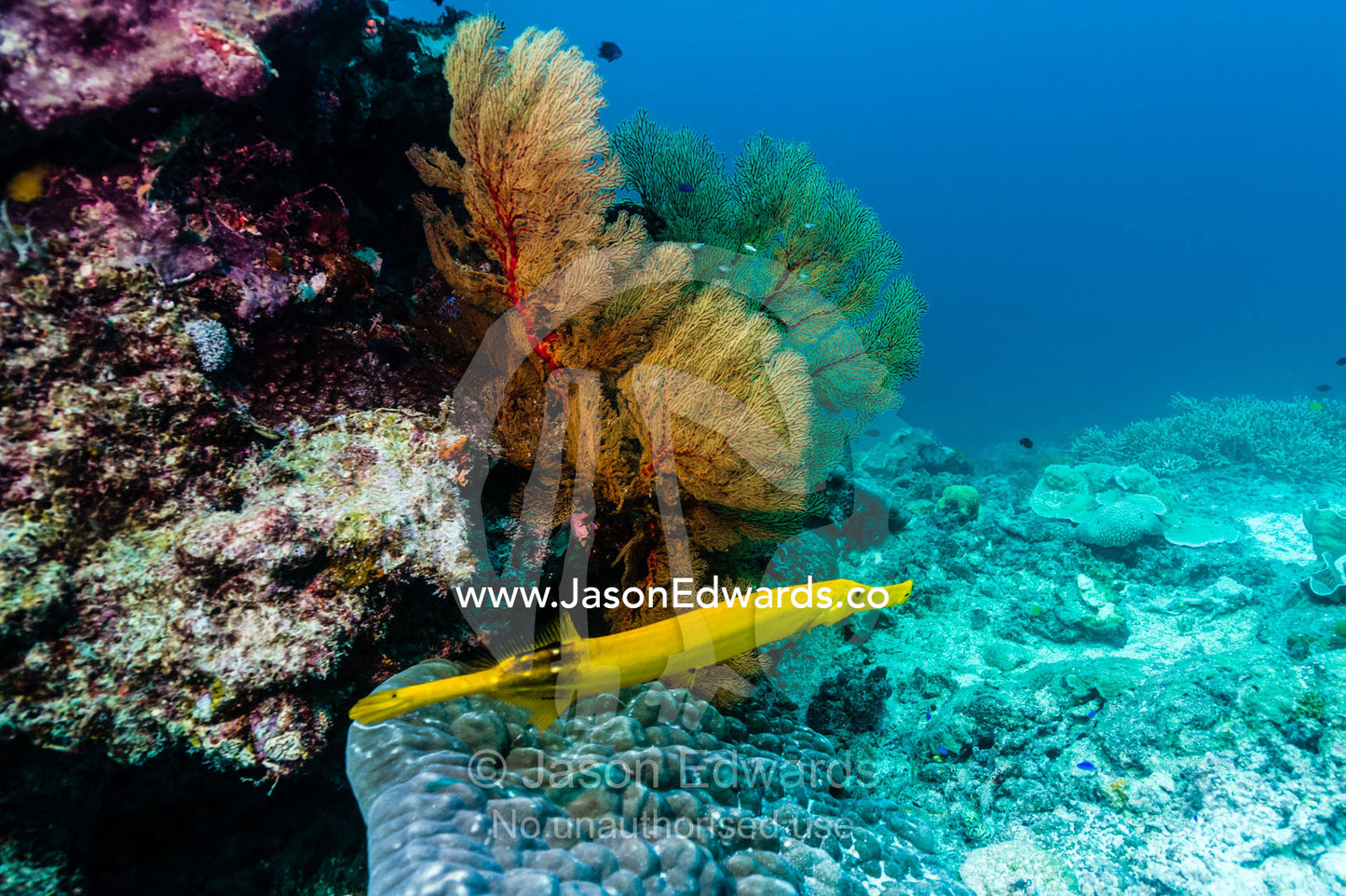 A bright yellow juvenile Trumpet Fish and the bright red colours of a Gorgonian Sea fan feeding on a coral reef. Heron Island, Great Barrier Reef, Queensland, Australia.