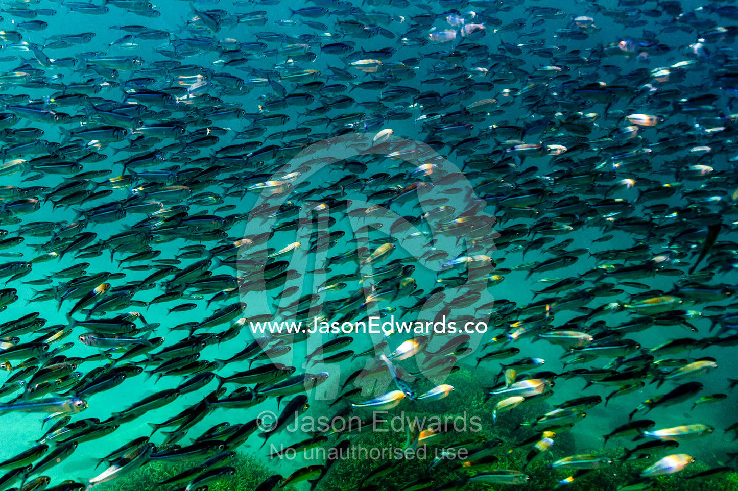 An enormous silver shoal of Slender Hardyhead swimming above a coral reef. Heron Island, Great Barrier Reef, Queensland, Australia.