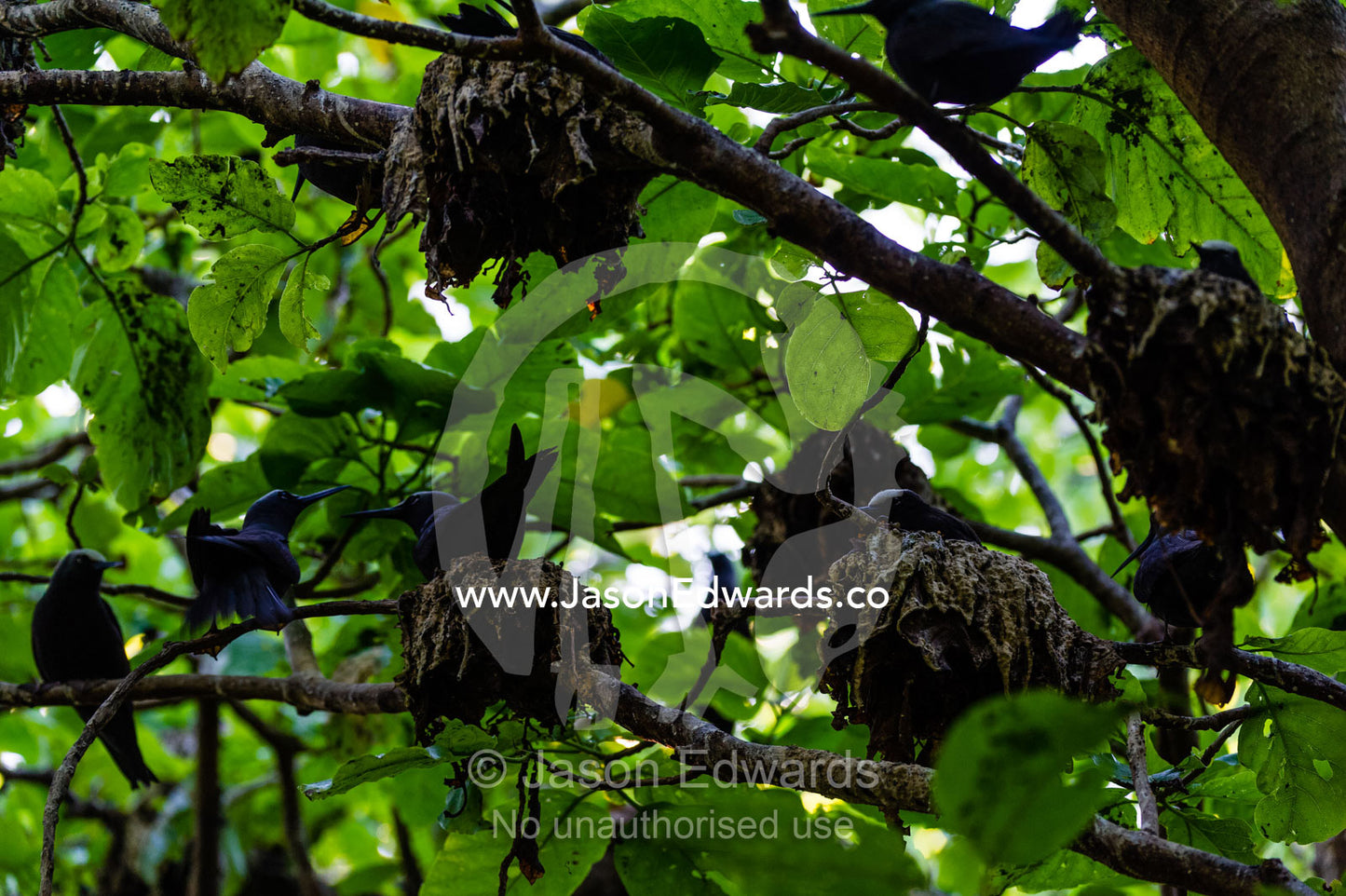 Black Noddy Terns sitting on leaf nests in the canopy of a tree. Heron Island, Great Barrier Reef, Queensland, Australia.