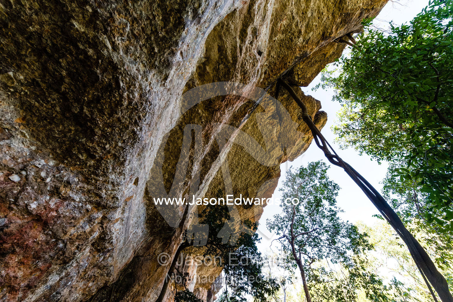 The long roots of a Ficus tree reaching down from a cliff top to the soil far below. Burrunggui, Nourlangie Rock, Arnhem Land, Kakadu National Park, Northern Territory, Australia.
