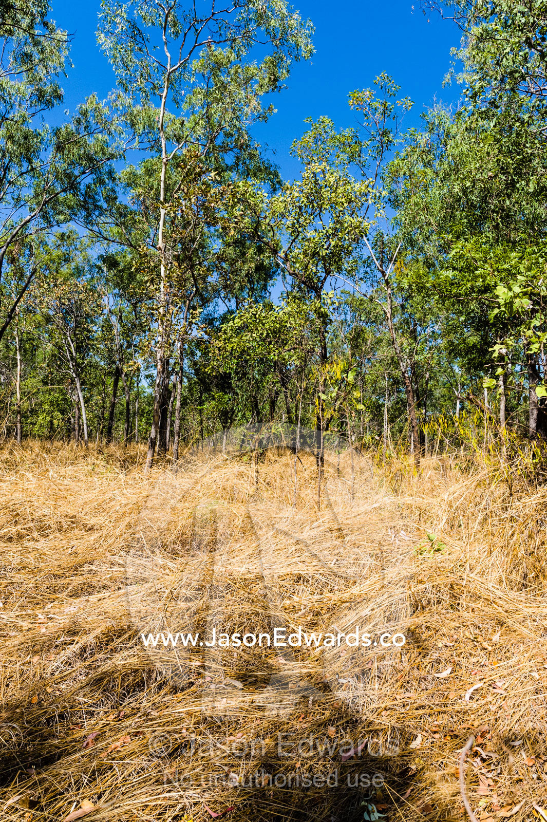 Dry Spear Grass and woodland waiting for the wet season rains. Burrunggui, Nourlangie Rock, Arnhem Land, Kakadu National Park, Northern Territory, Australia.