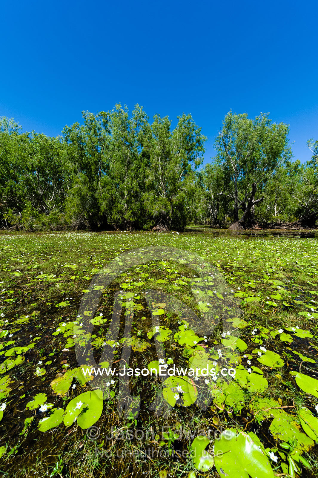 Water lily on the surface of a billabong home to a large Saltwater Crocodile. Cooinda, Kakadu National Park, Northern Territory, Australia.