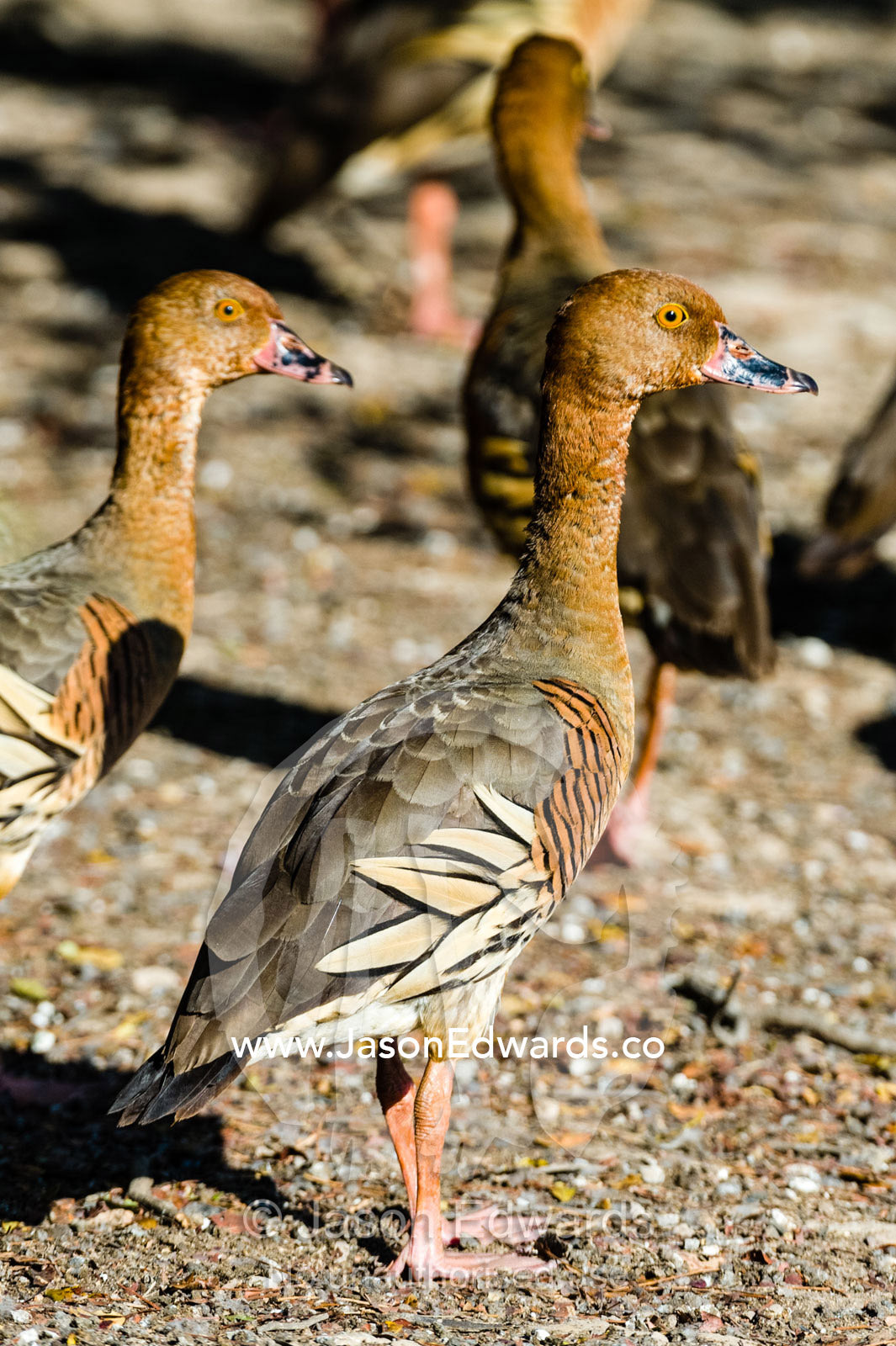 Plumed Whistling Ducks on the shoreline of a wetland. Yellow Water Billabong, Cooinda, Kakadu National Park, Northern Territory, Australia.