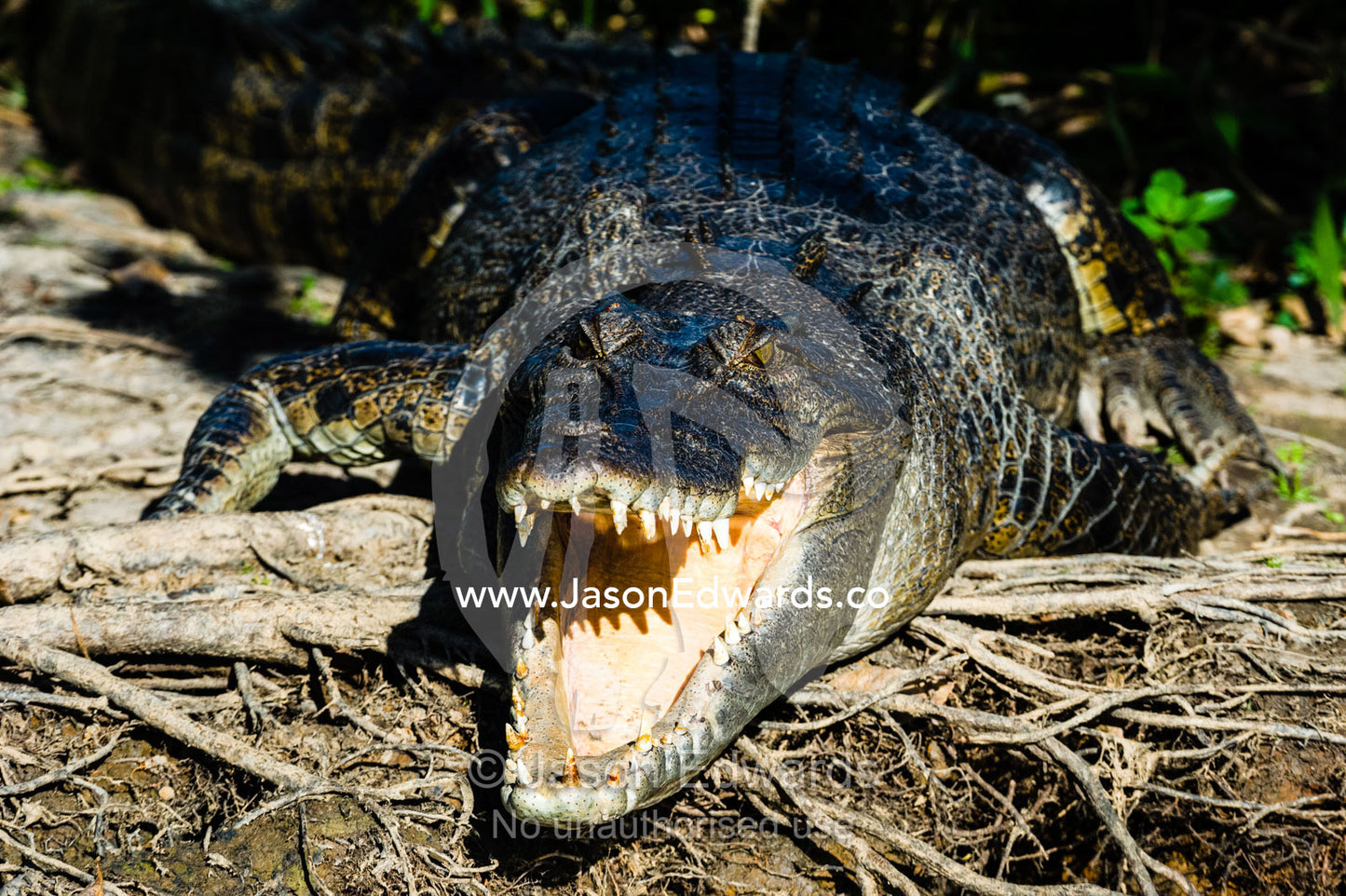 A Saltwater Crocodile sunbasking on the shores of a wetland with it's powerful jaws open to thermoregulate it's body temperature. Yellow Water Billabong, Cooinda, Kakadu National Park, Northern Territory, Australia.