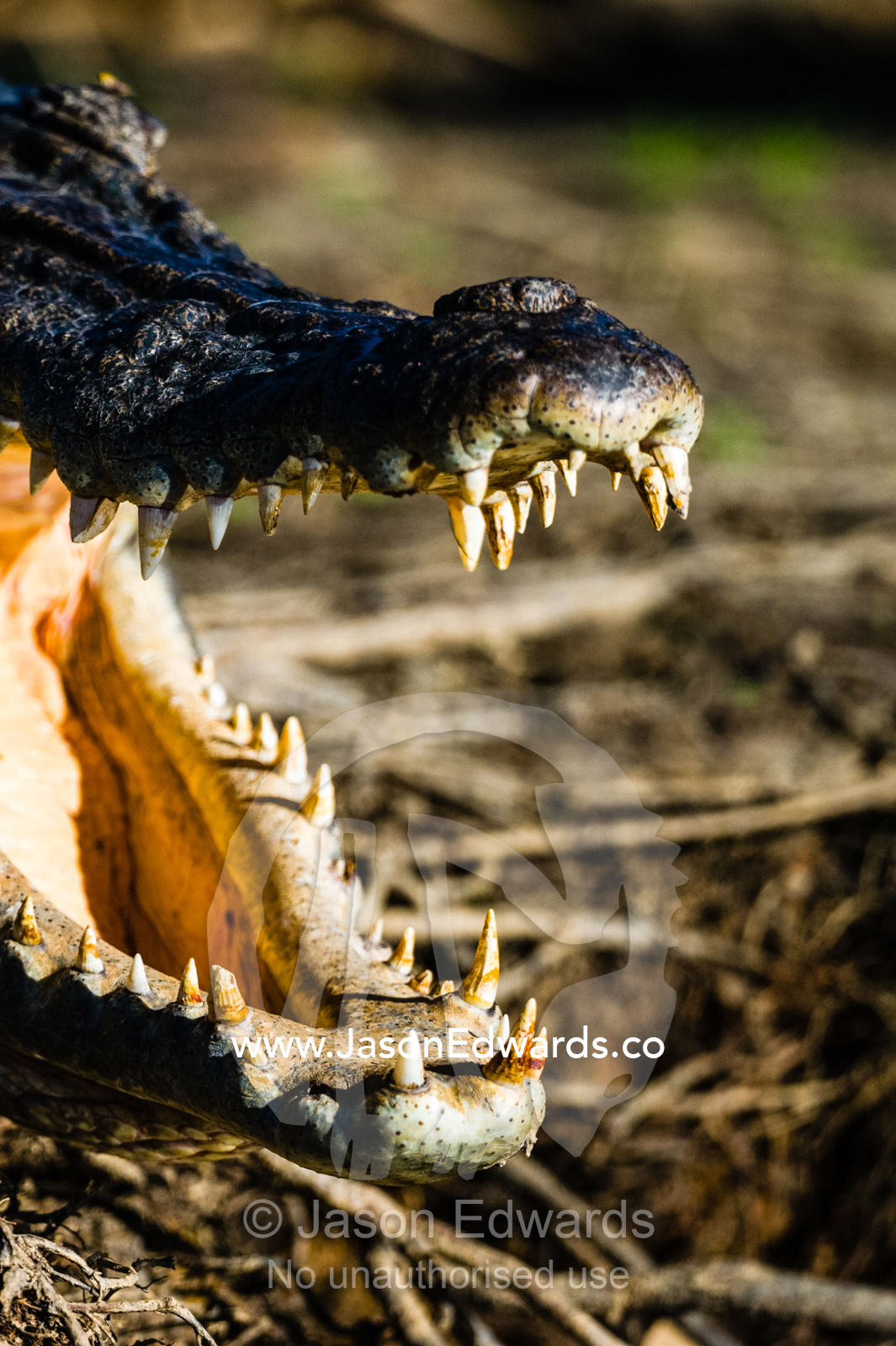 A Saltwater Crocodile sunbasking on the shores of a wetland with it's powerful jaws open to thermoregulate it's body temperature. Yellow Water Billabong, Cooinda, Kakadu National Park, Northern Territory, Australia.