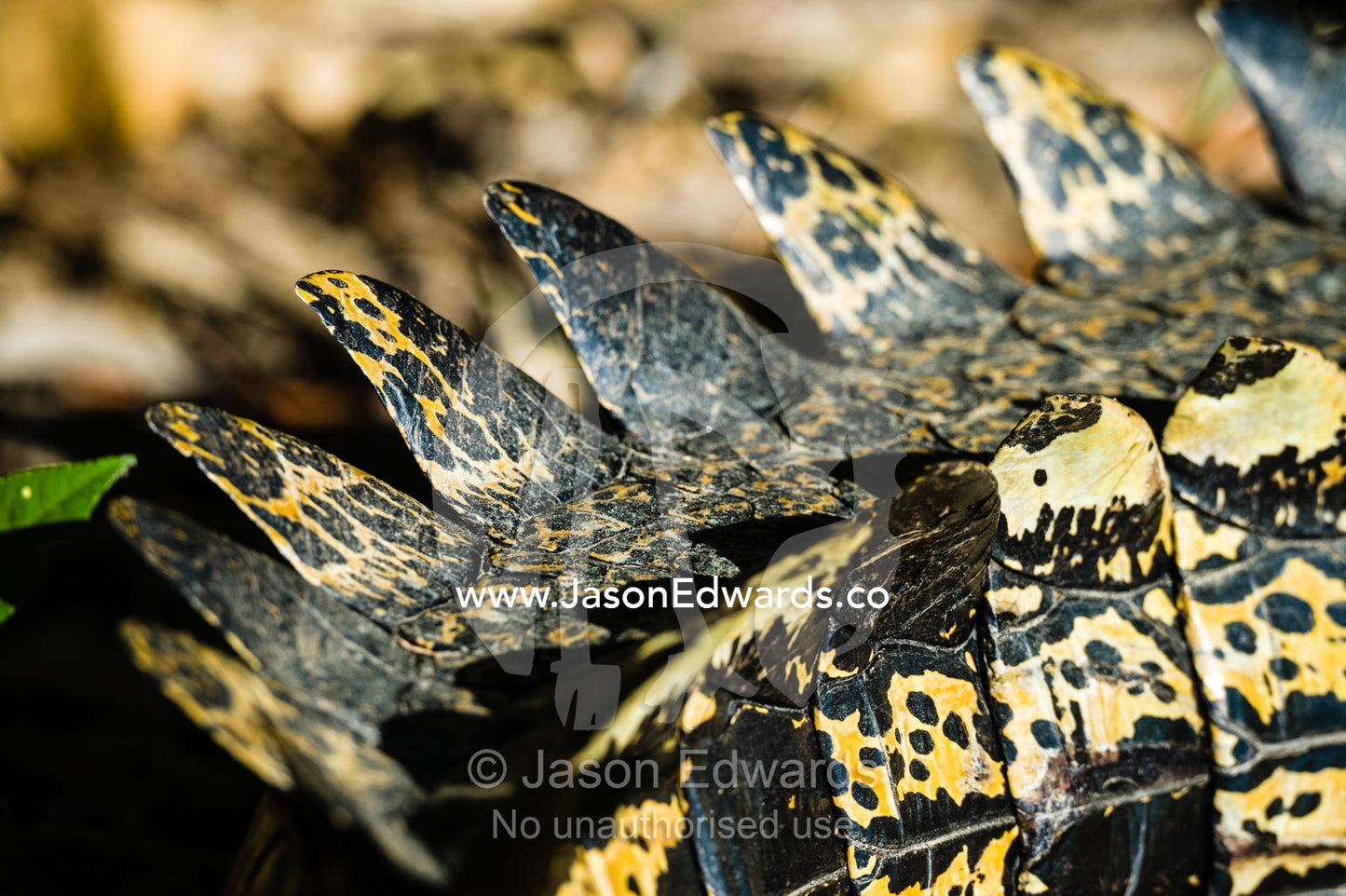 The tail scutes of a large Saltwater Crocodile sunbasking on a river bank. Yellow Water Billabong, Cooinda, Kakadu National Park, Northern Territory, Australia.