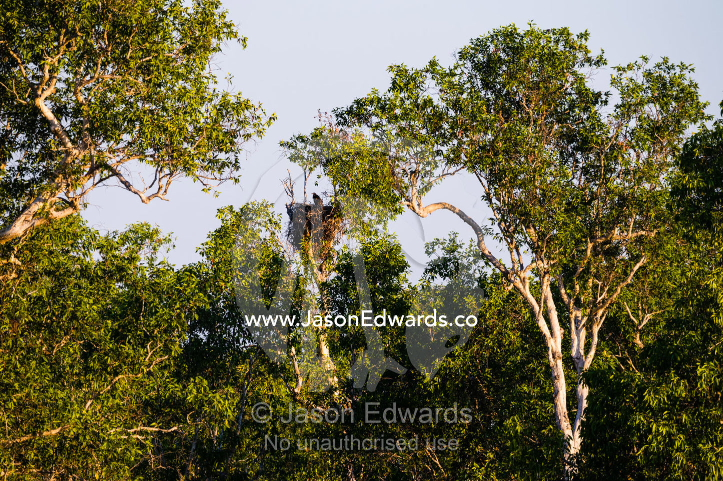 A White-bellied Sea-Eagle nest in the fork of a tree. Yellow Water Billabong, Cooinda, Kakadu National Park, Northern Territory, Australia.