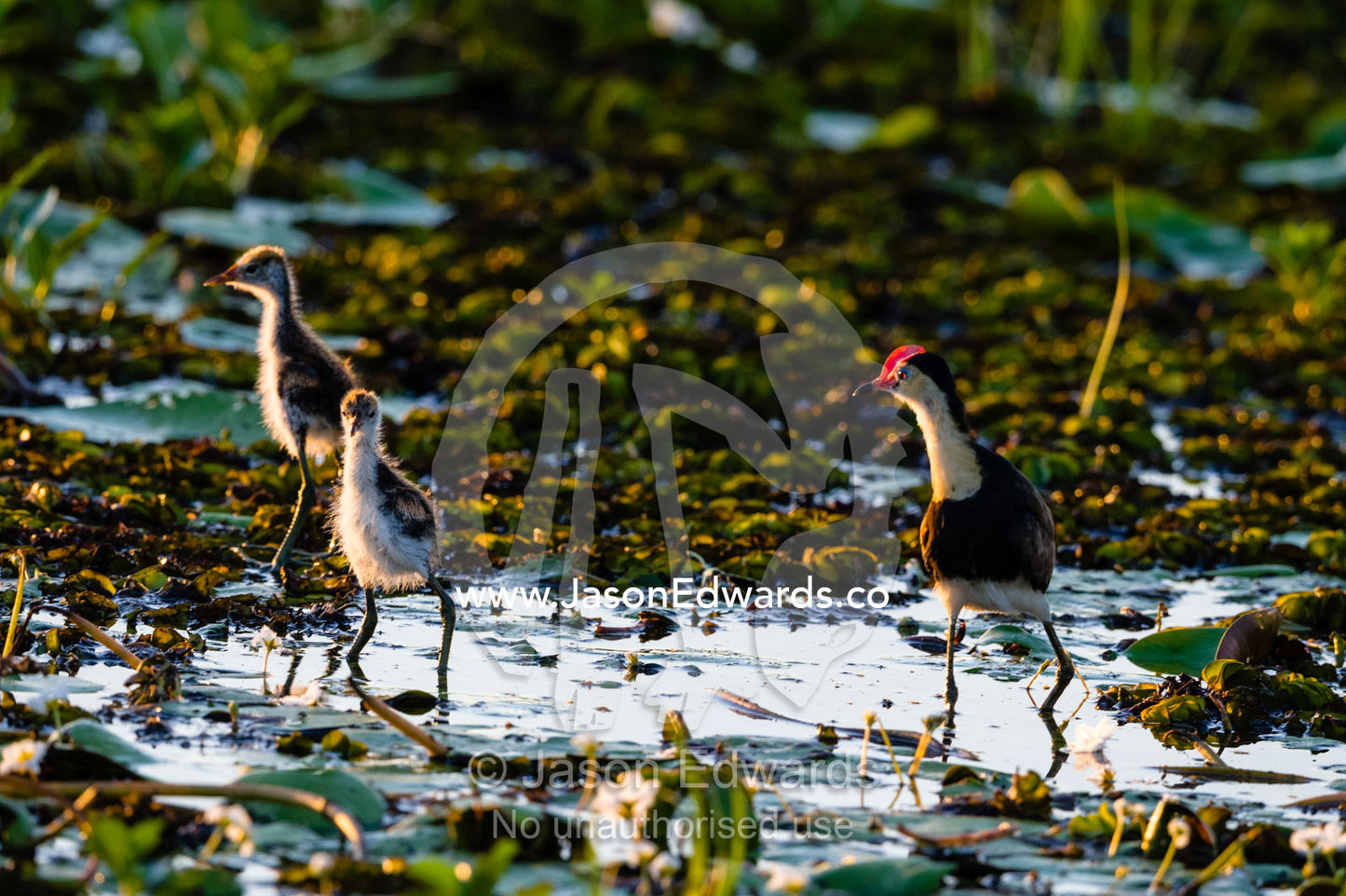 A male Comb-crested Jacana feeding on water lilies with his chicks. Yellow Water Billabong, Cooinda, Kakadu National Park, Northern Territory, Australia.