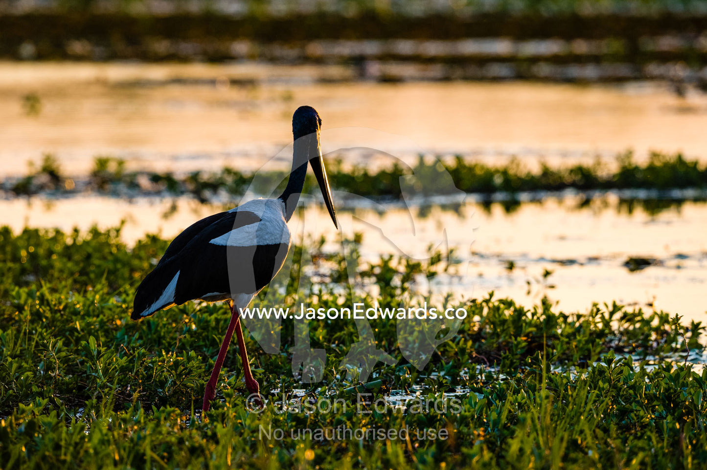 A Black-necked Stork hunting for prey in the shallows at sunset. Yellow Water Billabong, Cooinda, Kakadu National Park, Northern Territory, Australia.
