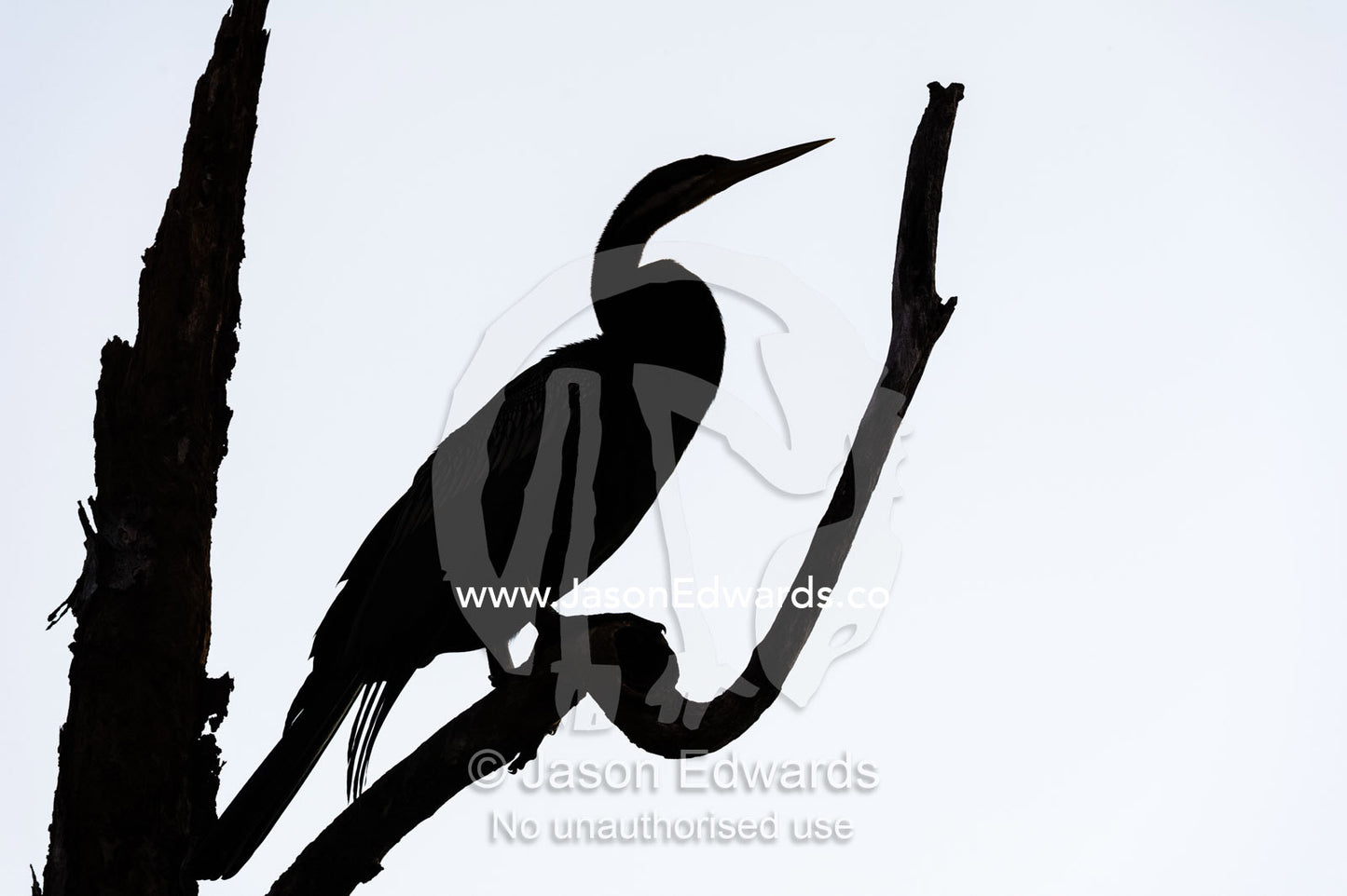 The silhouette of a flock of An Australasian Darter roosting in a tree at sunset. Yellow Water Billabong, Cooinda, Kakadu National Park, Northern Territory, Australia.