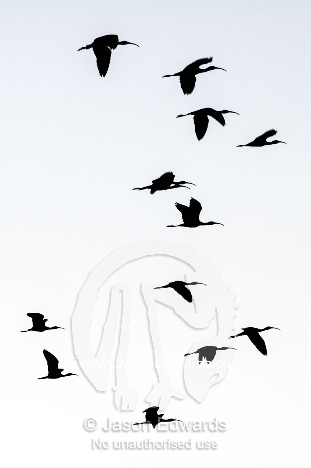 The silhouette of a flock of Ibis flying to roost at sunset. Yellow Water Billabong, Cooinda, Kakadu National Park, Northern Territory, Australia.