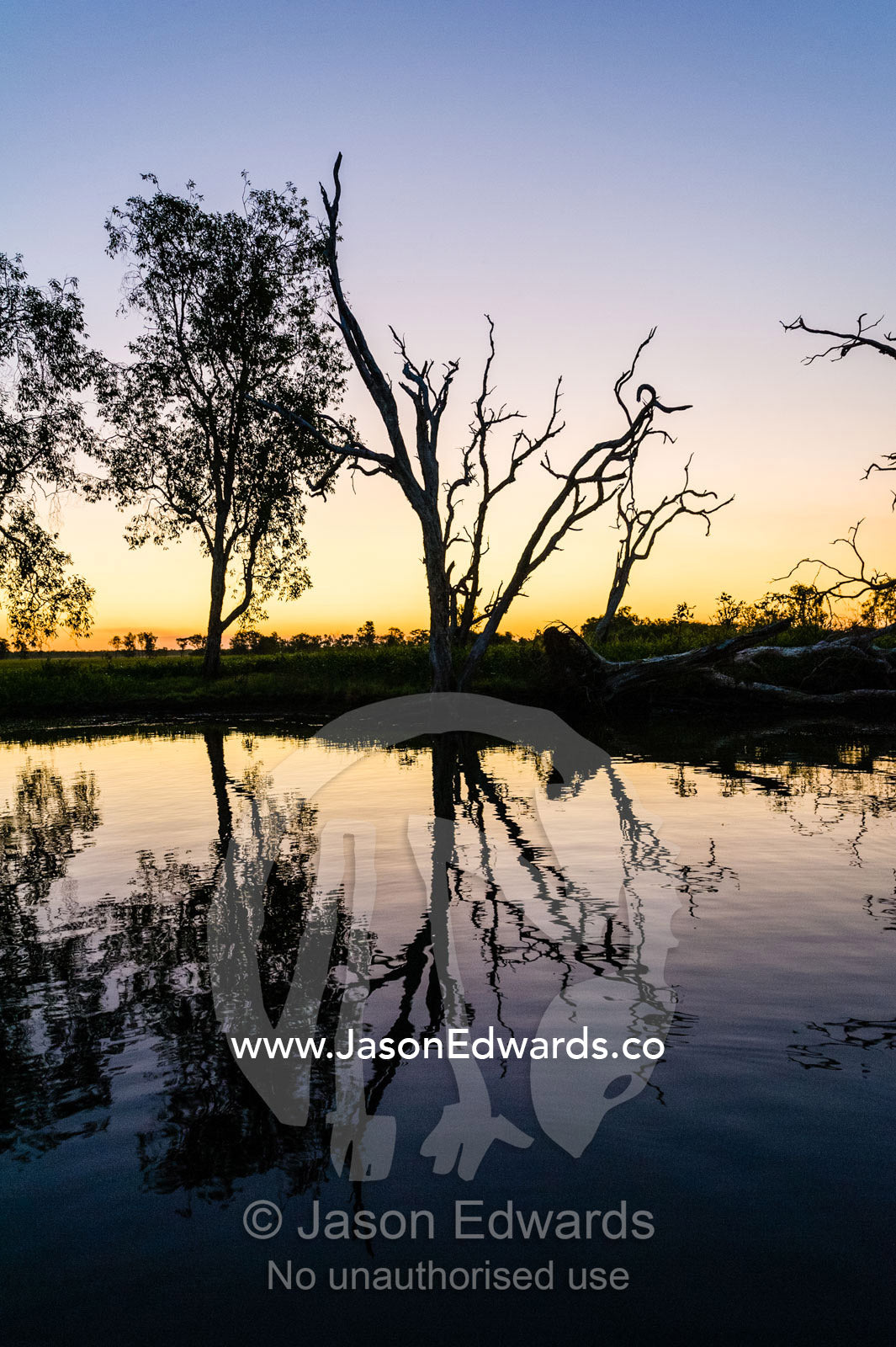 A tranquil row of trees along the shore of a wetland silhouette at sunset. Yellow Water Billabong, Cooinda, Kakadu National Park, Northern Territory, Australia.