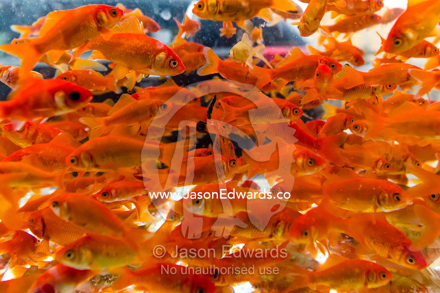 A fish tank full of red goldfish in a market for Nowruz the Iranian New Year. Isfahan, Isfahan Province, Islamic Republic of Iran.