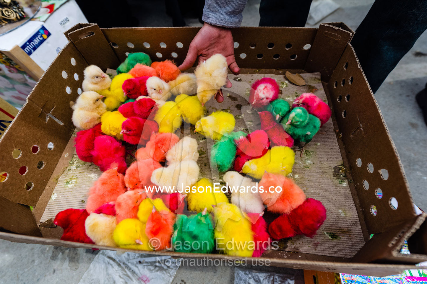 Colourful dyed chickens for sale in an open air market to celebrate Nowruz Iranian New Year. Isfahan, Isfahan Province, Islamic Republic of Iran.