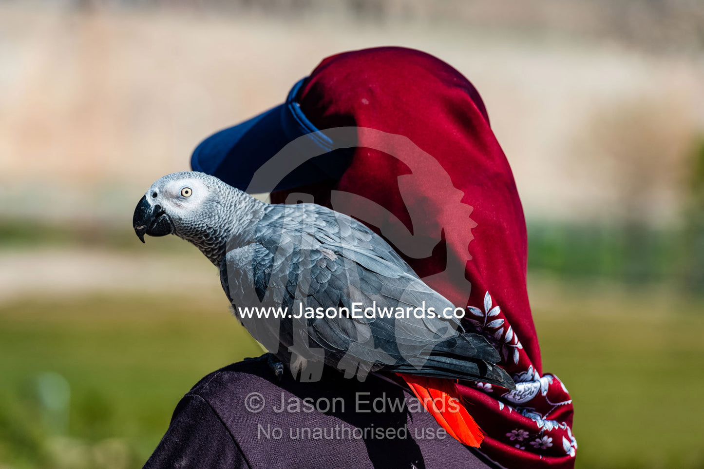 An African Grey Parrot resting on a mans shoulder. Persepolis, Shiraz, Fars Province, Islamic Republic of Iran.