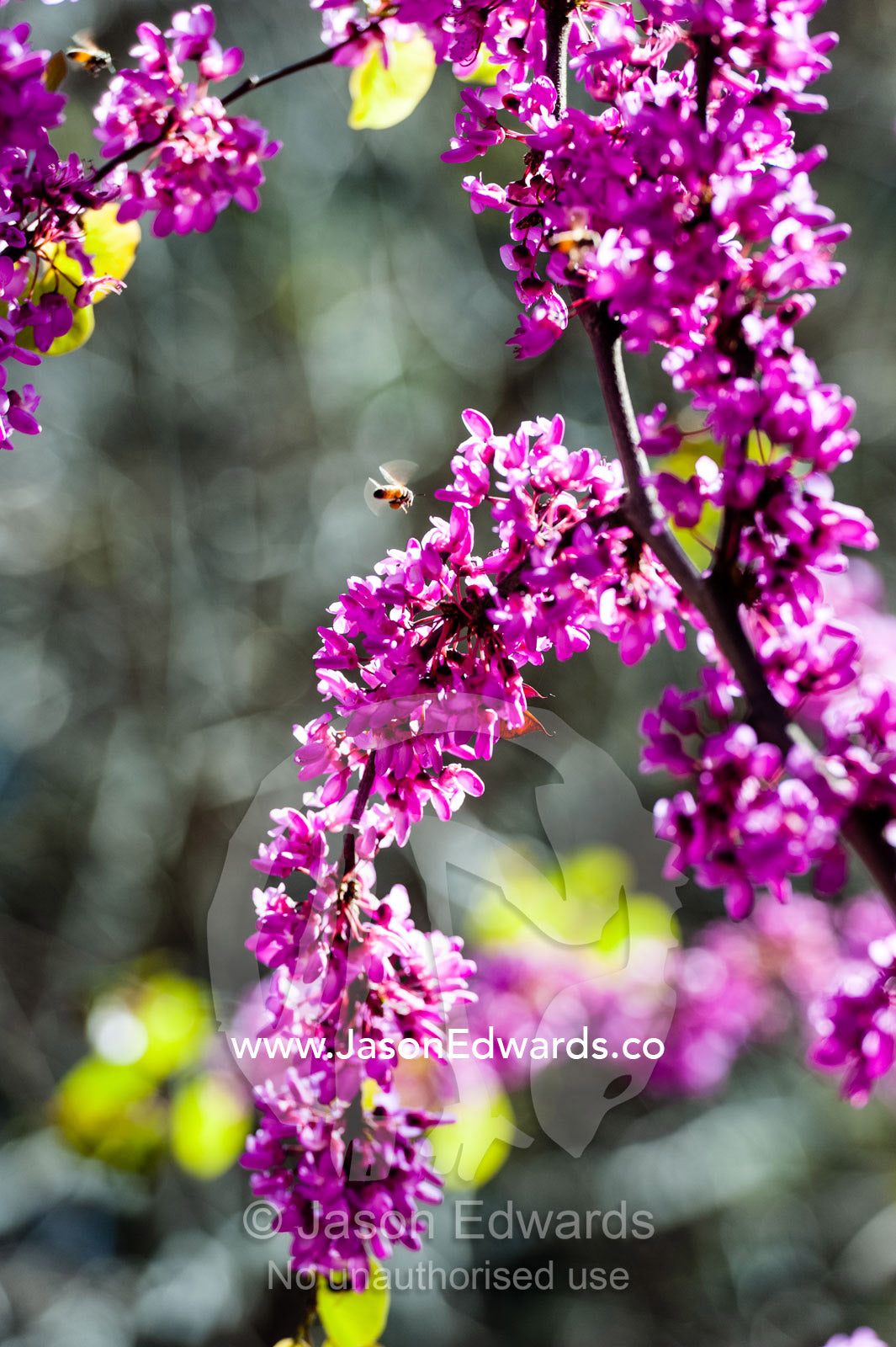 The pink blossums of a Judas Tree, Cercis siliquastrum, on a Spring day. Eram Garden, Shiraz, Fars Province, Islamic Republic of Iran.