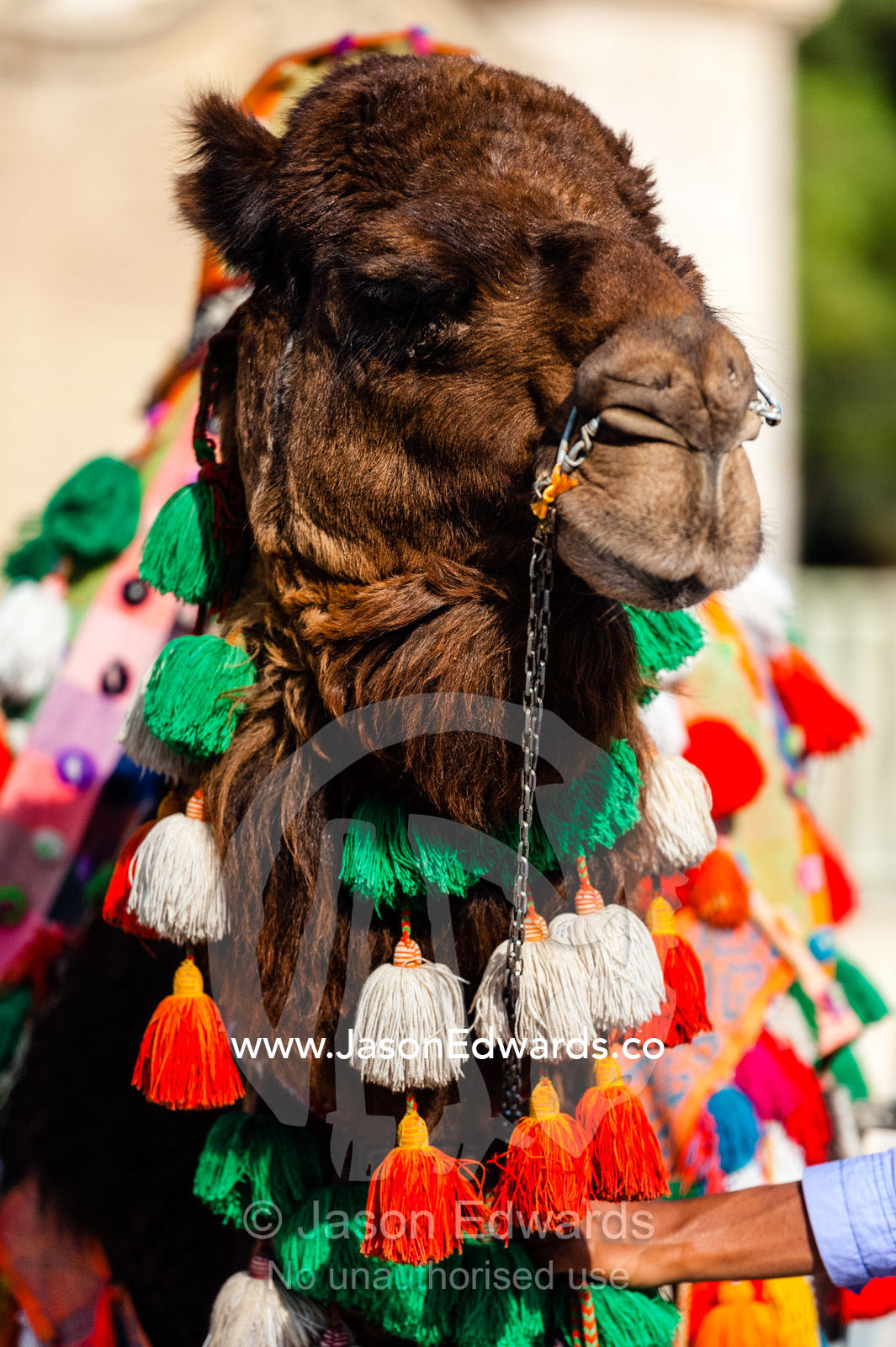 A camel decorated in a colourful blanket and tassles at Nowruz Iranian New Year. Tomb of Hafez, Shiraz, Fars Province, Islamic Republic of Iran.