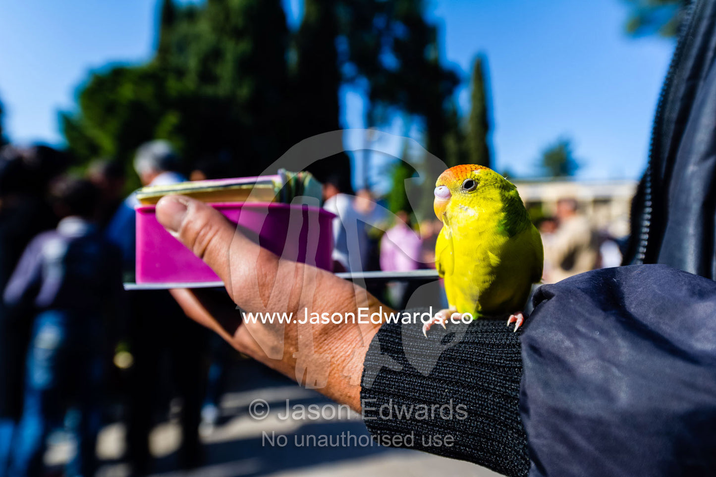 A man holds a pet budgerigar that provides divination by handing out poems by Hafez for money. Tomb of Hafez, Shiraz, Fars Province, Islamic Republic of Iran.
