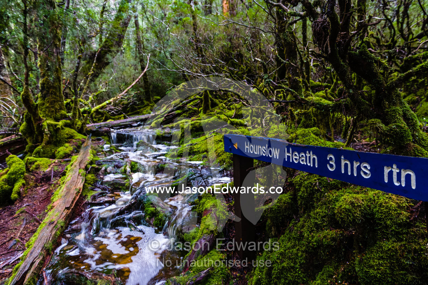 During a heavy rainstorm water pours down a walking trail through a cool temperate rainforest. Cradle Mountain, Lake St Clair National Park, Tasmania, Australia.