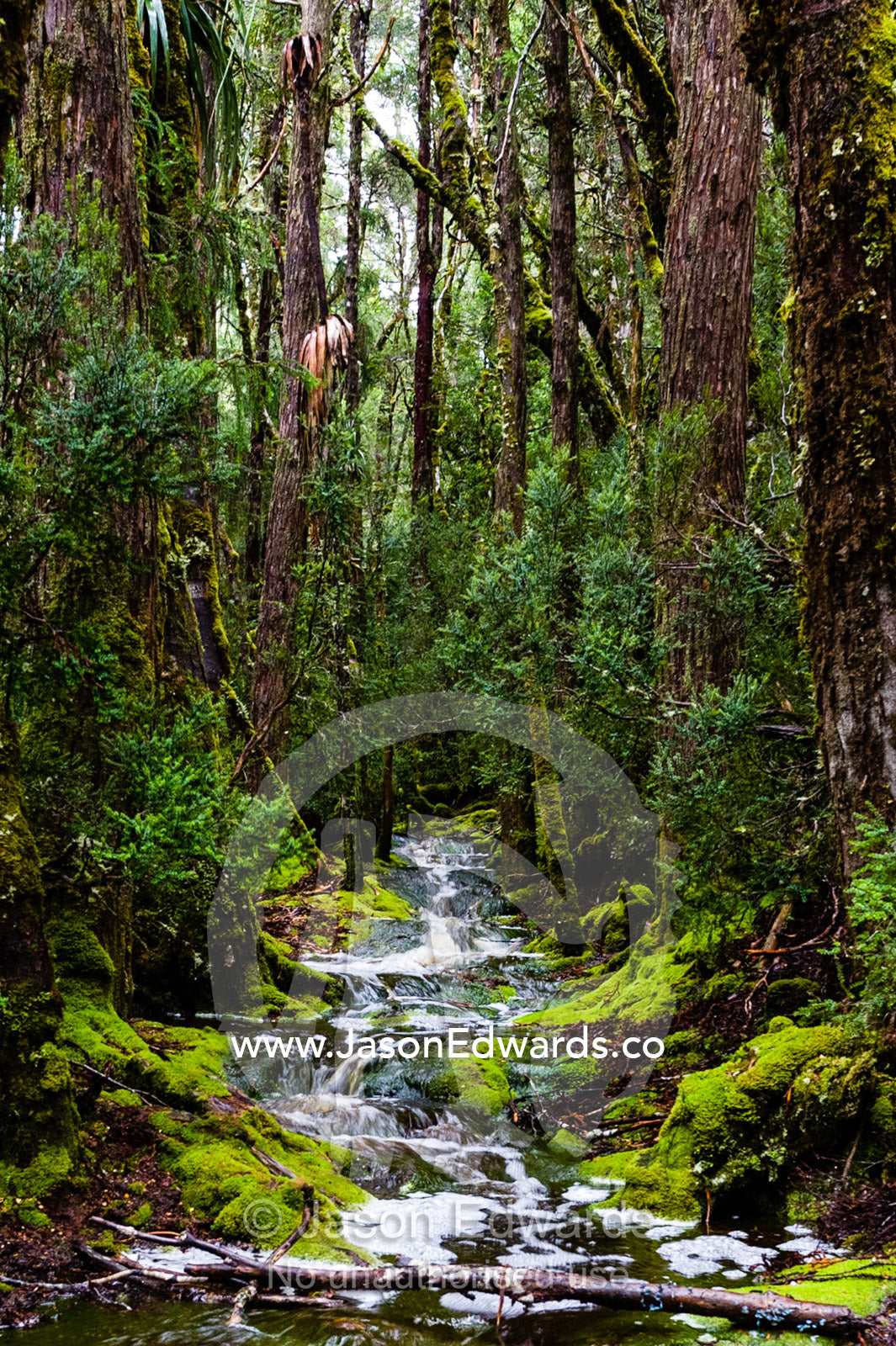 During a heavy rainstorm water pours down a walking trail through a cool temperate rainforest. Cradle Mountain, Lake St Clair National Park, Tasmania, Australia.