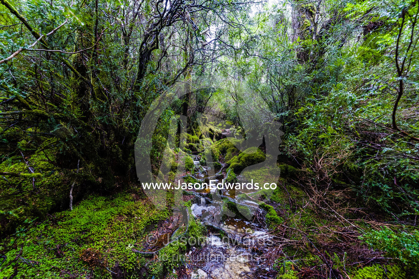 During a heavy rainstorm water pours down a walking trail through a cool temperate rainforest. Cradle Mountain, Lake St Clair National Park, Tasmania, Australia.