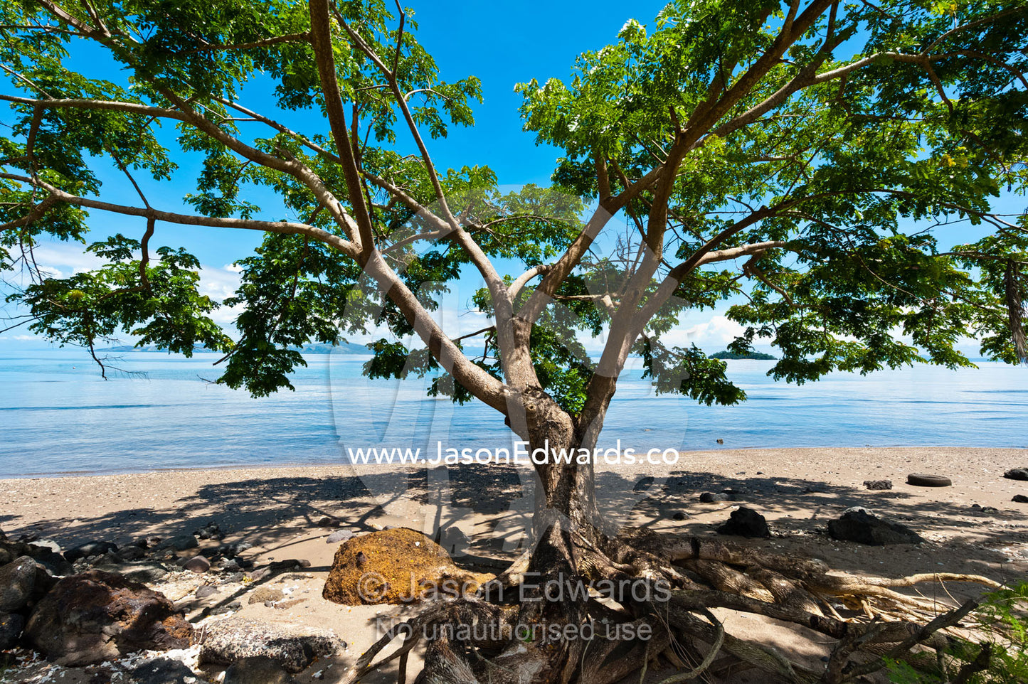 The sprawling canopy of a tree on a beach provides a shady spot to sit. Taveuni Island, Somosomo Strait, Pacific Ocean, Fiji Islands.
