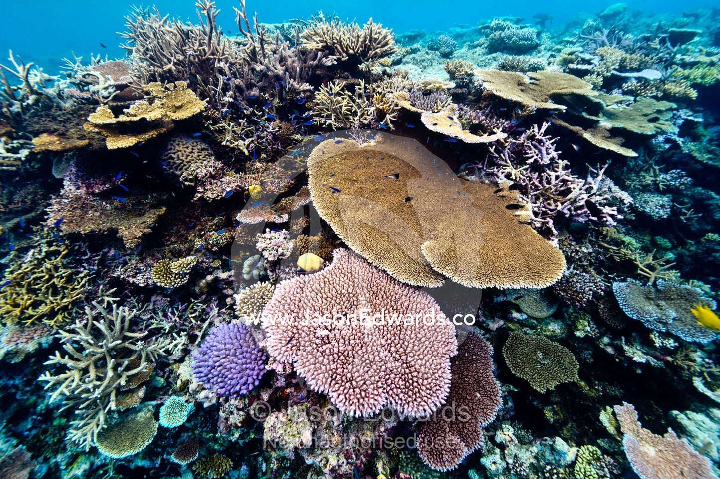 A coral reef of Plate and Staghorn coral beneath a rainforest island. Cobia Crater, Cobia Island, Ringgold Atolls, Pacific Ocean, Fiji Islands.