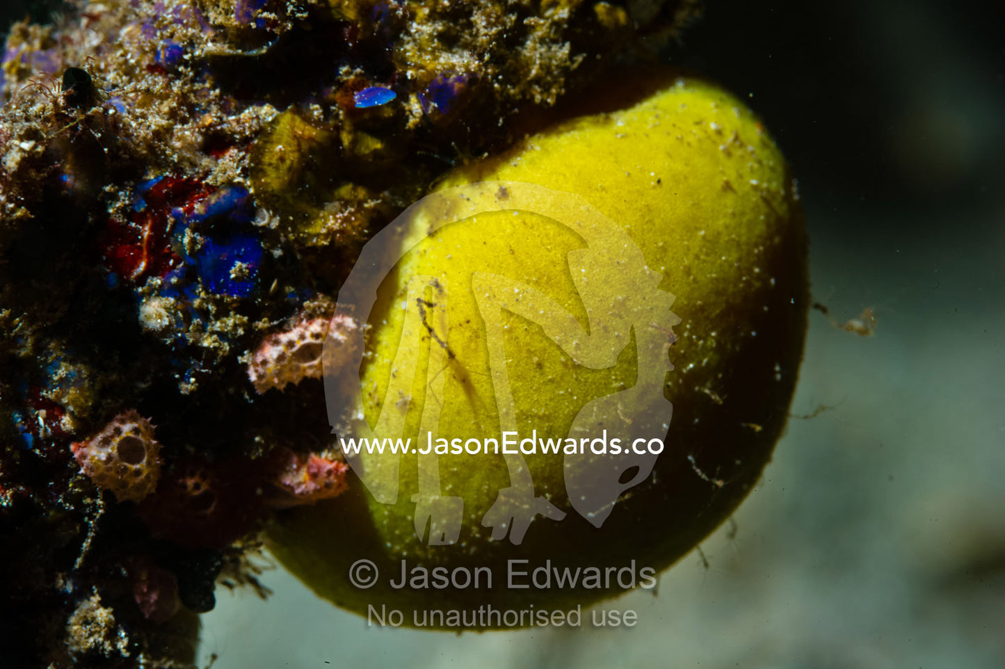 A dome-shaped sponge growing on the surface of a coral reef. Home Reef, Taveuni Island, Somosomo Strait, Pacific Ocean, Fiji Islands.