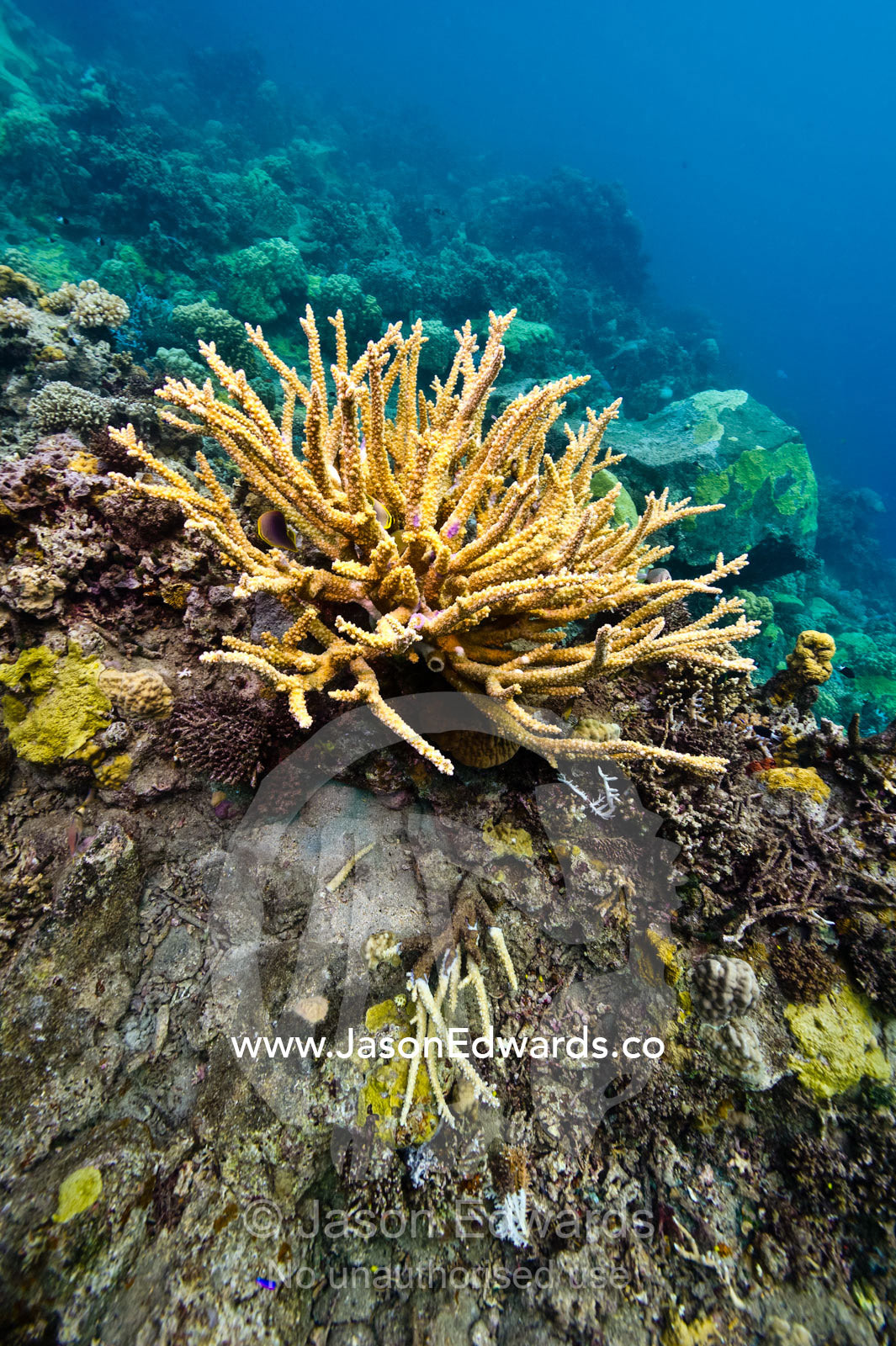 A solitary staghorn coral growing from a coral reef. Home Reef, Taveuni Island, Somosomo Strait, Pacific Ocean, Fiji Islands.