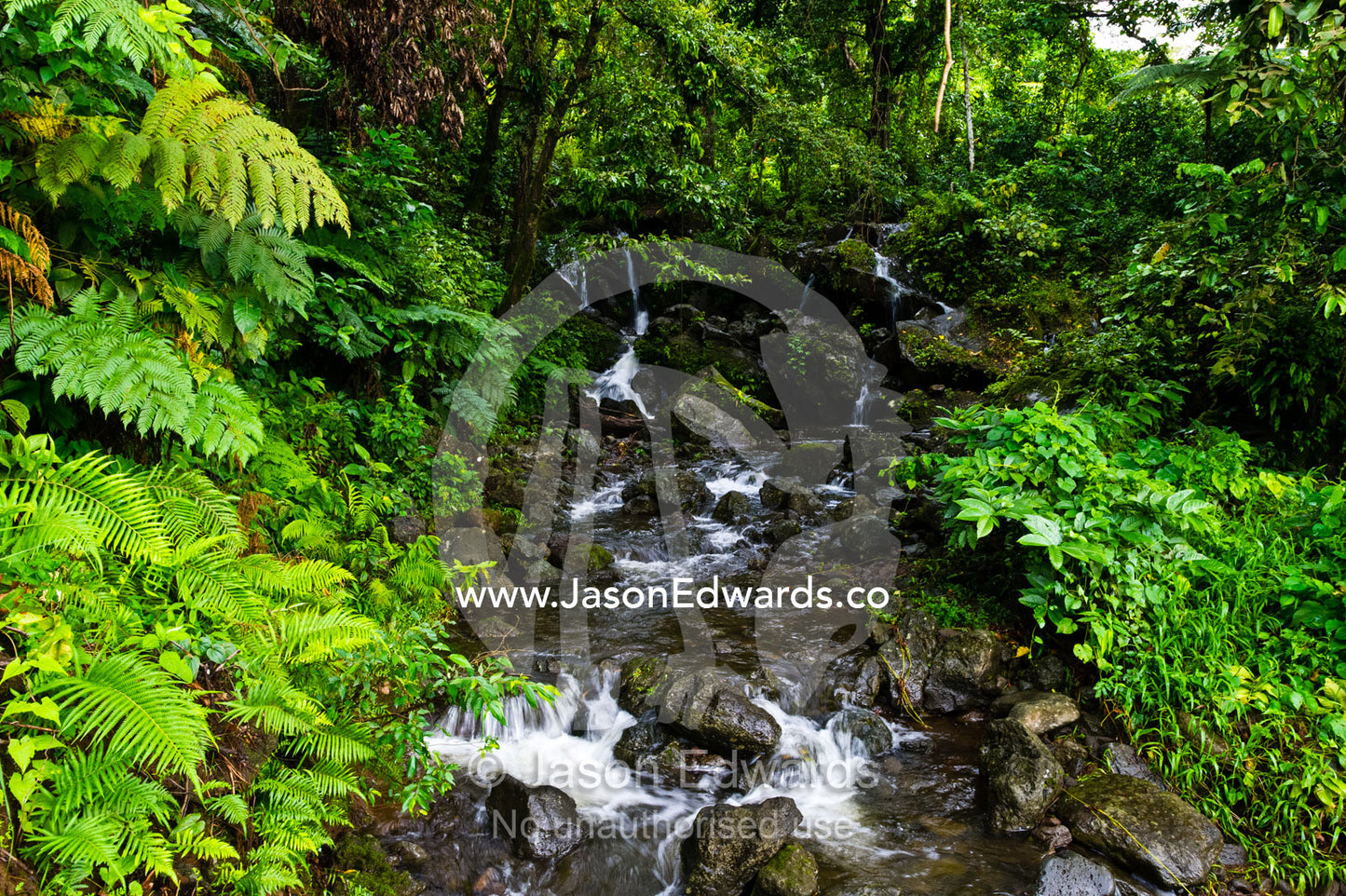 Water cascades over boulders in a small forest stream on a tropical island. Taveuni Island, Somosomo Strait, Pacific Ocean, Fiji Islands.