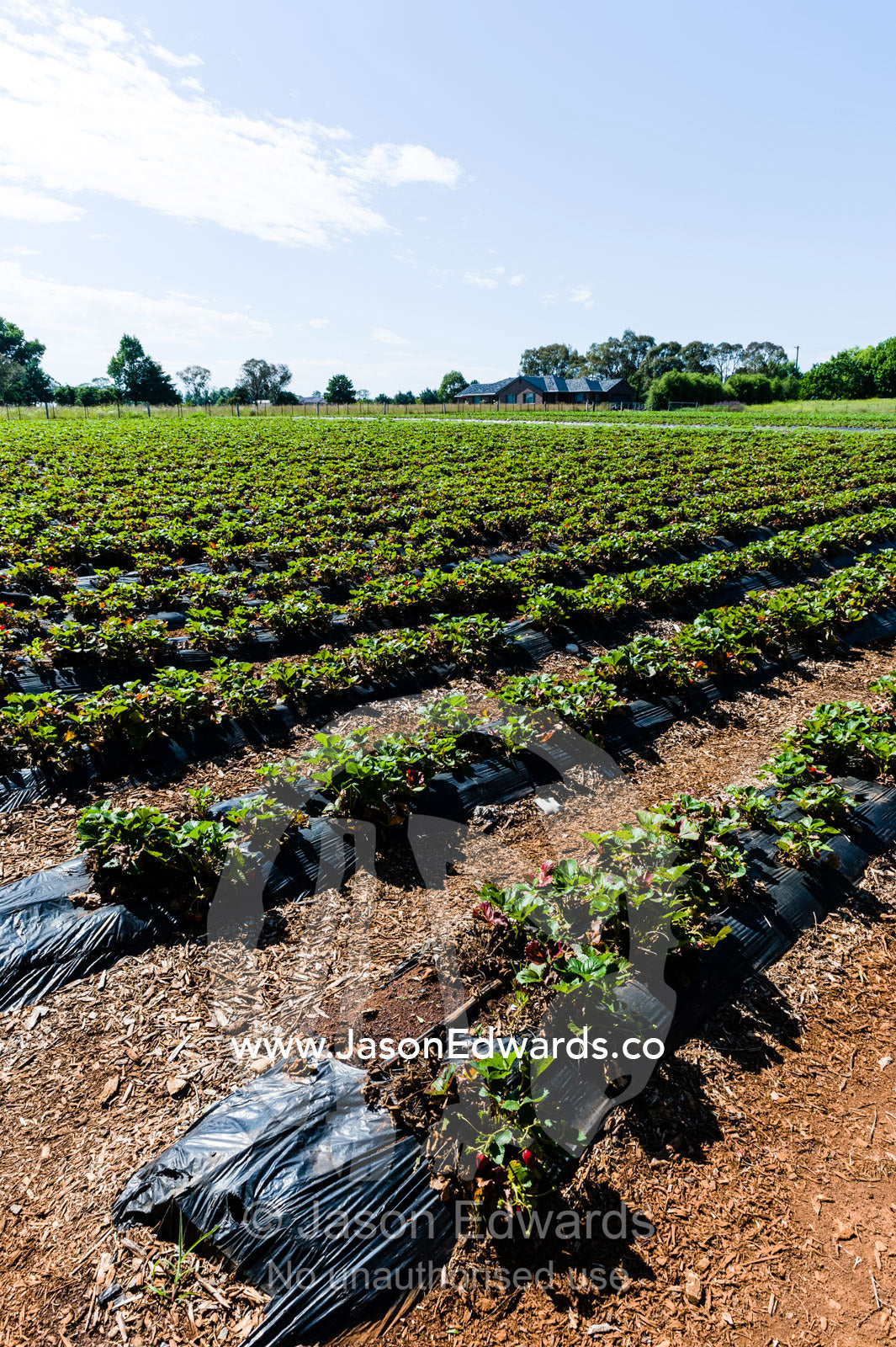 Rows of irrigated strawberries on a commercial farm. Glen Innes, New South Wales, Australia.