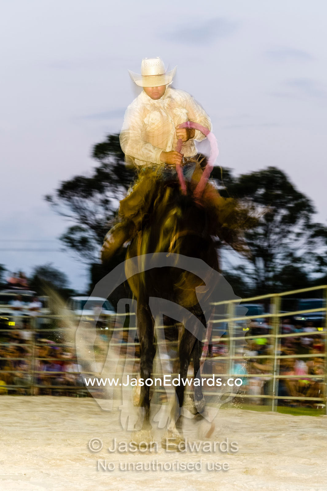 A cowboy rides a leaping bucking bronco at a rodeo. Byron Bay, New South Wales, Australia.