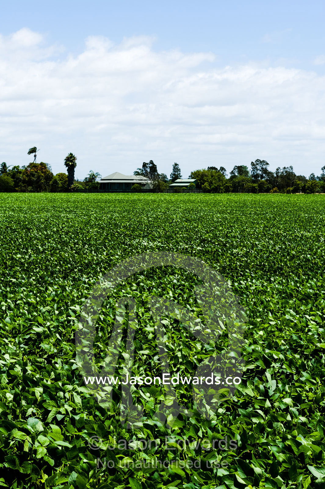A vast field of lush fodder crop grown in northern New South Wales.