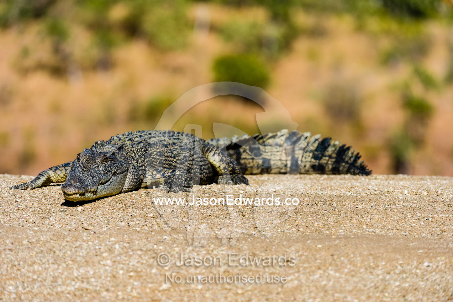 A Saltwater Crocodile sun basking on a sand island in a desert gorge. Horizontal Falls, McLarty Range, Talbot Bay, Kimberley Coast, Western Australia, Australia.