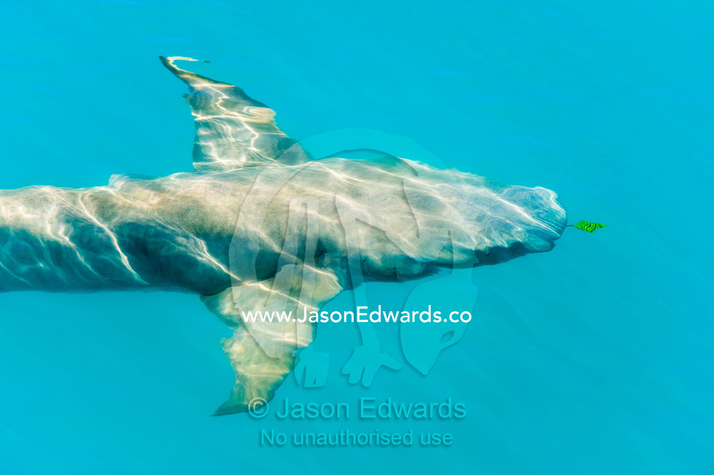 A Tawny Nurse Shark swimming below the surface of a turquoise sea. Doubtful Bay, Buccaneer Archipelago, Kimberley Coast, Western Australia, Australia.