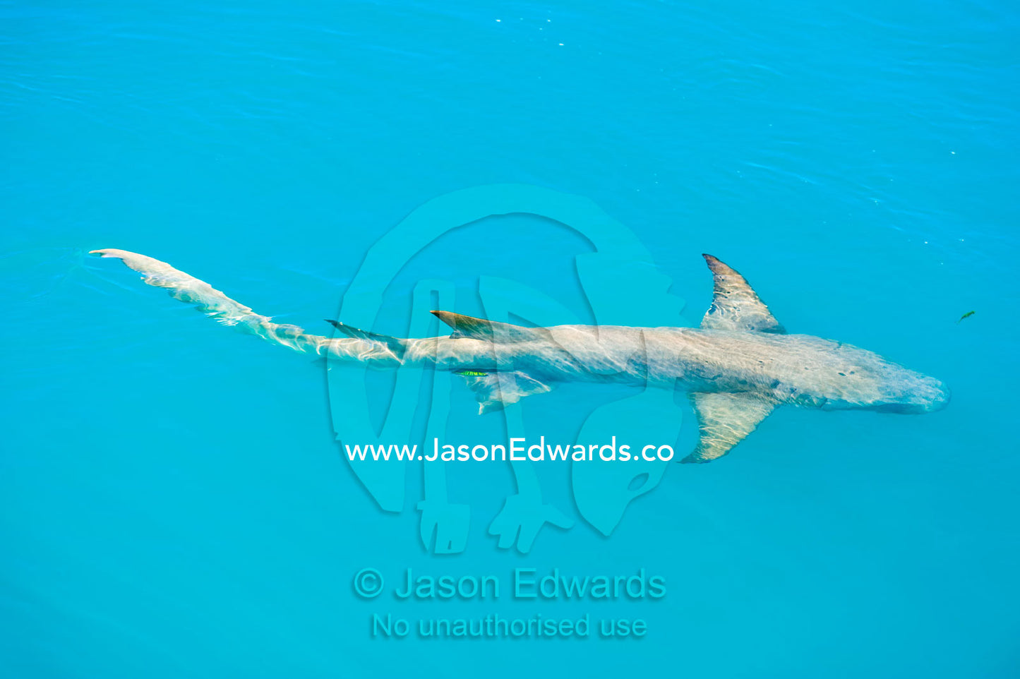 A Tawny Nurse Shark swimming below the surface of a turquoise sea. Doubtful Bay, Buccaneer Archipelago, Kimberley Coast, Western Australia, Australia.