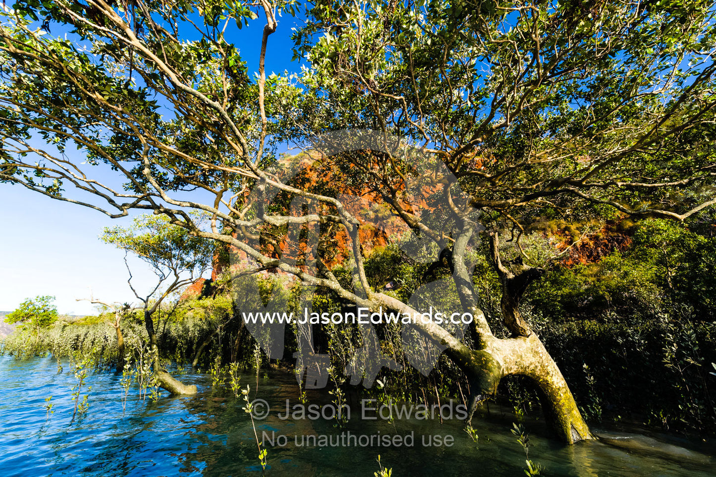 The sprawling canopy of a mangrove tree on a desert island. Slug Island, Buccaneer Archipelago, Kimberley Coast, Western Australia, Australia.